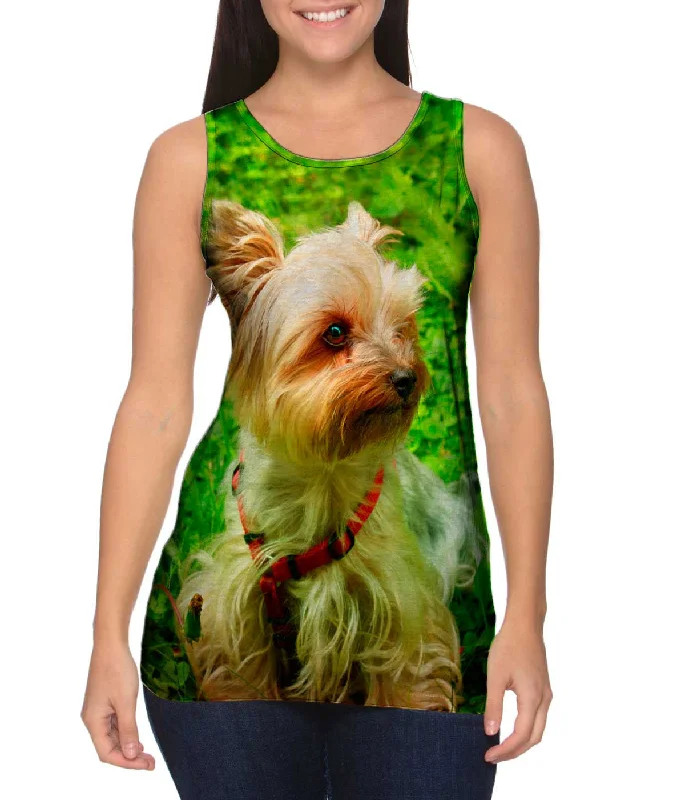 Yorkshire Terrier Moss